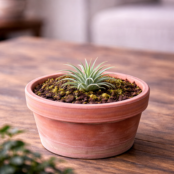 Tillandsia – levegőnövény