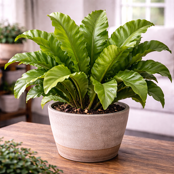 bird’s nest fern